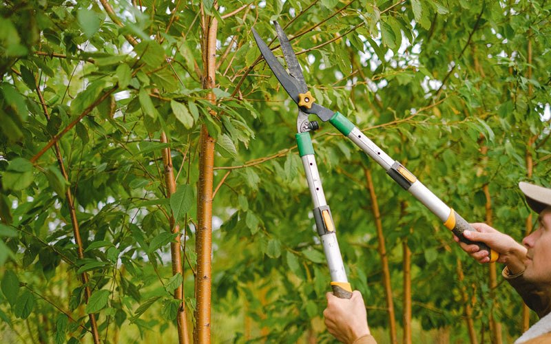 Tree trimming in Brooksville, KY