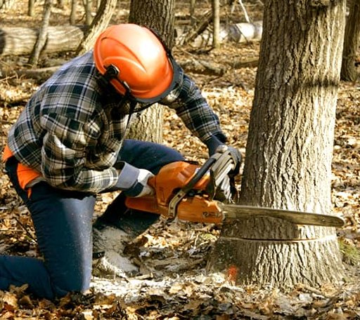 Tree Removal in Brooksville, KY